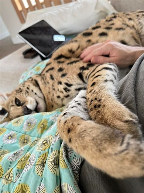 facebook chloe the serval.